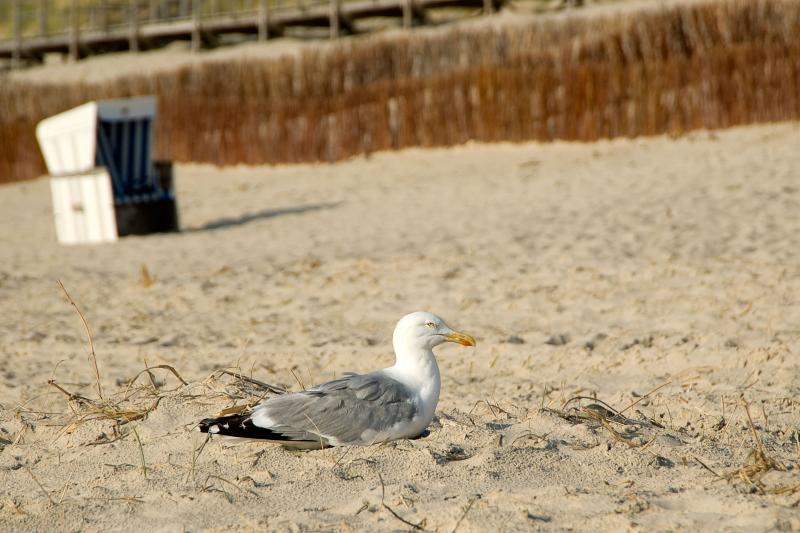 Seagull enjoying