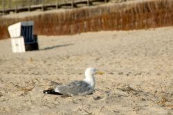 Seagull enjoying