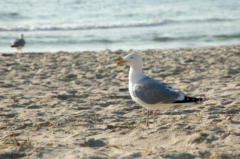 Seagull