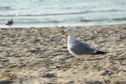 Seagull