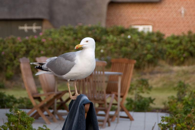 Seagull