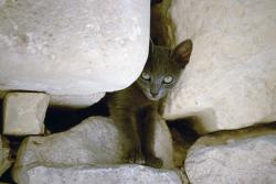 A cat cub
