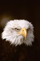 Whitehead Eagle