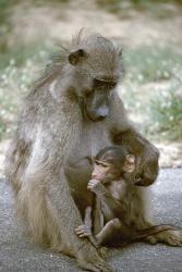 Baboon mother