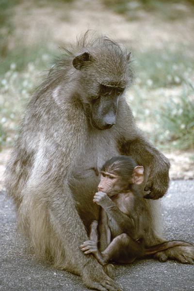 Baboon mother