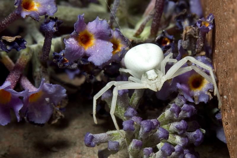 Crab spider