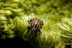 Striped bug