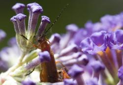 Soldier beetle