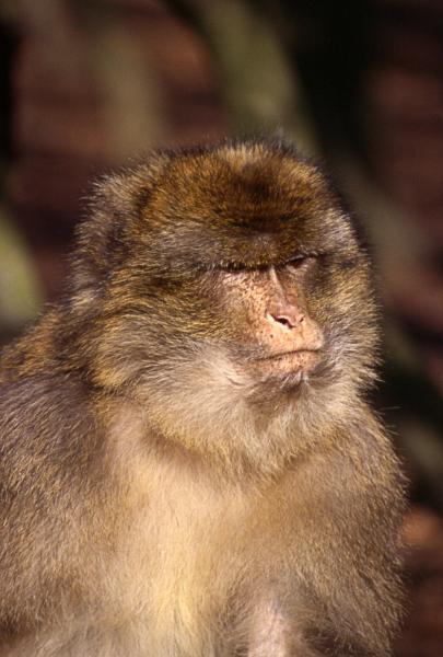 Rhesus Monkey